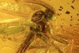 Fossil Fly (Diptera) & Spider (Aranea) In Baltic Amber #58117-4